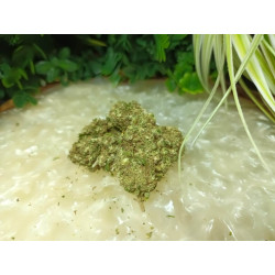 Durban Poison CBD