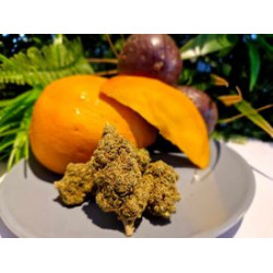 Mango V2 CBD