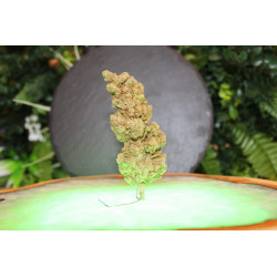 Jack Herer CBD